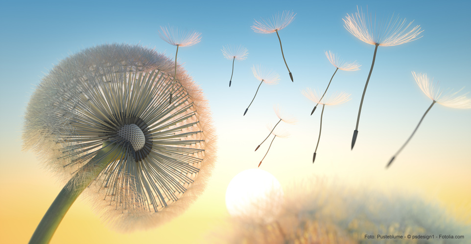 Lebe Deinen Traum - JETZT!